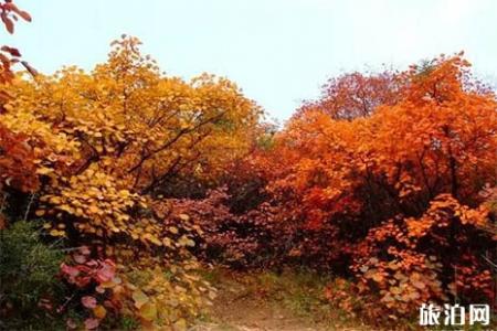 2018嵩山红叶节什么时间