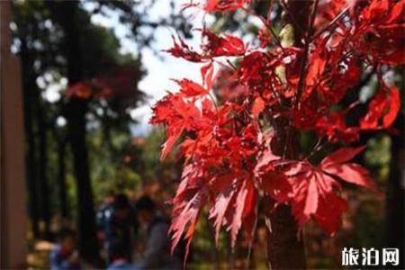 2018昆明黑龙潭枫叶节持续到什么时候