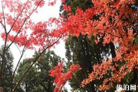 2018昆明黑龙潭枫叶节持续到什么时候