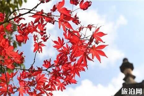 2018昆明黑龙潭枫叶节持续到什么时候