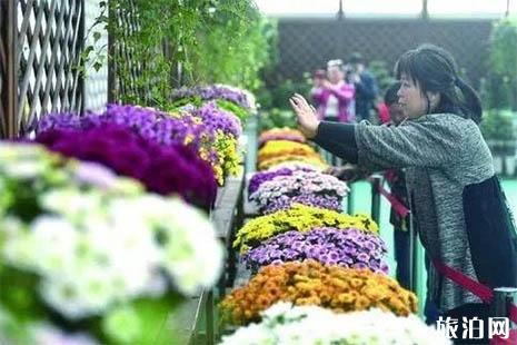 2018南京湖熟菊花展是什么时候 湖熟免费专线怎么坐