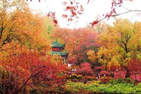 岳麓山枫叶什么时候红 2018岳麓山赏枫最佳地点+路线+交通+停车收费标准