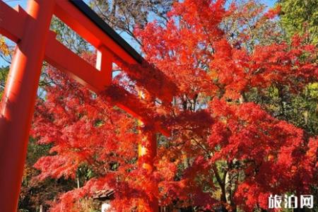 京都南山城哪里可以看枫叶