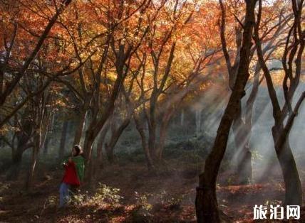 2018庐山红叶什么时候红