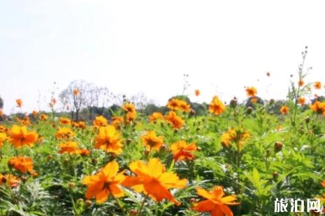 2018无锡宛山荡花海地址+花期+周边景点