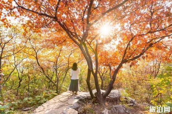 2018年第七届幽岚山坡峰岭红叶节 北京上方山红叶观赏攻略