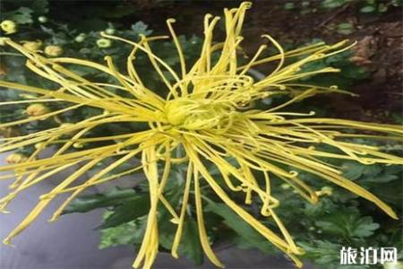 2018浙江桐溪菊花展持续到什么时候