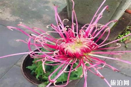 2018浙江桐溪菊花展持续到什么时候