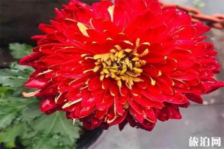 2018浙江桐溪菊花展持续到什么时候