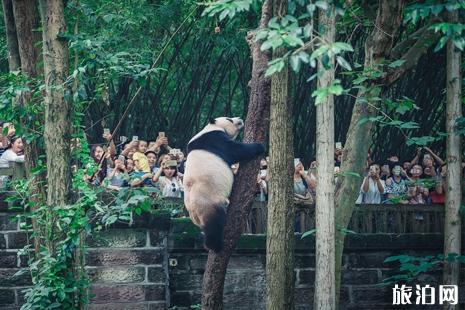 去成都哪里看熊猫 成都熊猫基地怎么走