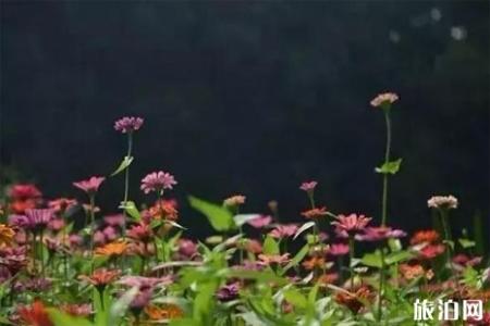 2018湖熟菊花展门票+地址+交通 南京菊花哪里好