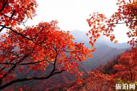 2018石家庄看枫叶去哪里好