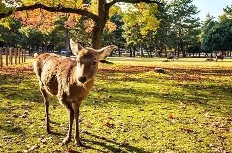 日本旅游最佳路线图