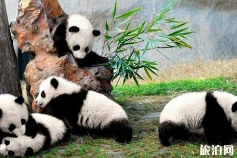 熊猫基地观光车坐多久 熊猫基地观光车票多少钱
