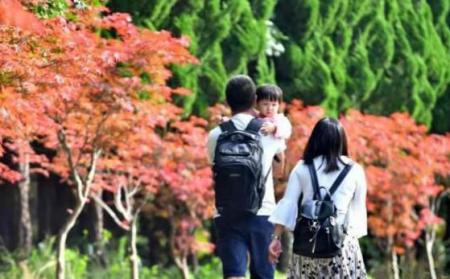 上海看枫叶地方有哪些