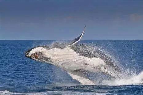 2021墨尔本冬季观鲸最佳区域在哪