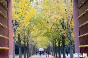 地坛银杏节2018门票+时间+在哪+介绍