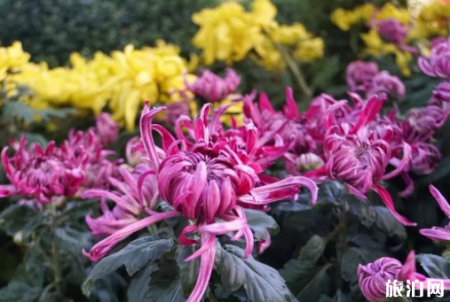 北京赏菊花公园有哪些 2018北京赏菊地点+门票+交通