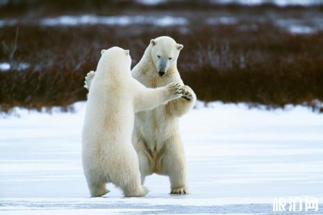 哪里有北极熊 丘吉尔拍北极熊注意什么