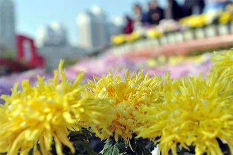 2018南昌菊花展在哪里举办