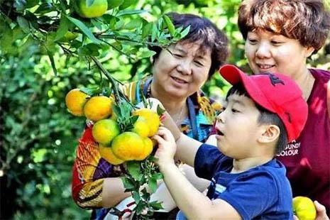 2018上海滨江柑橘采摘节是什么时候
