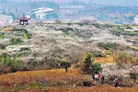 2018南京赏梅的地方