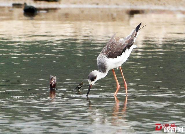 深圳觀鳥最佳地點推薦 深圳觀鳥點攻略