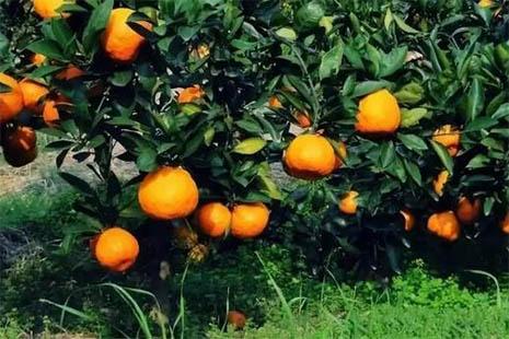 浙江采橘子的地方有哪些