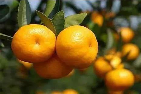 浙江采橘子的地方有哪些