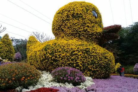 2018深圳东湖公园菊花展举办了吗 深圳周末去哪玩比较好