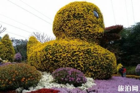 2018深圳东湖公园菊花展举办了吗 深圳周末去哪玩比较好