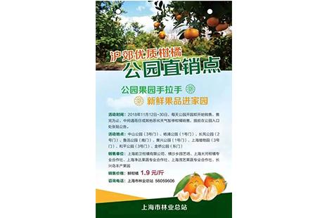 2018上海柑橘公园柑橘节