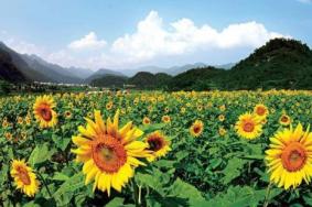 2019重庆大木花谷景区门票价格+优惠政策+交通