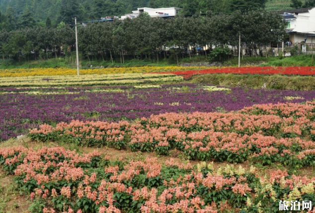 2019重慶大木花谷景區門票價格+優惠政策+交通