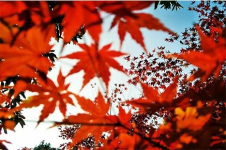 2018上海赏枫叶免费公园推荐
