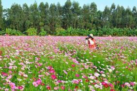 2018广州秋花节在哪里展览+举办时间+交通 广州哪里有赏花的地方