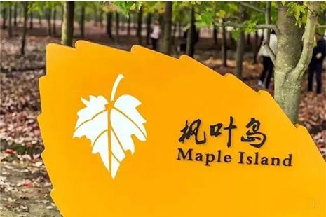 2018-2019上海金山枫叶岛免费接驳车地点 赏枫叶交通指南