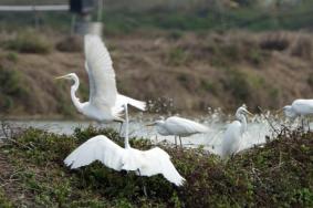 全國觀鳥拍鳥最佳地點推薦 秋冬季去這些地方觀鳥是不錯的選擇