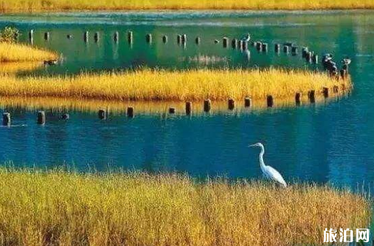 华侨城湿地公园观鸟要门票吗 深圳华侨城湿地公园怎么走