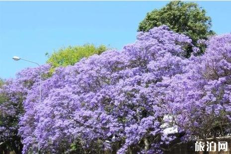 澳洲的蓝花楹几月盛开 澳洲蓝花楹观赏攻略