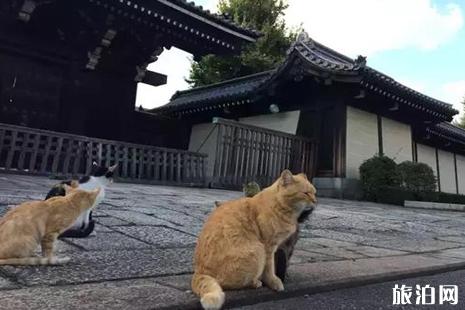 日本哪些寺庙里的猫多