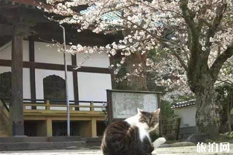 日本哪些寺庙里的猫多