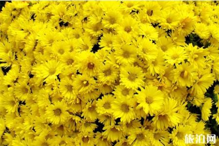 2019中国菊花展时间+地点+介绍