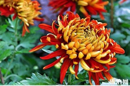 2019中国菊花展时间+地点+介绍