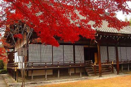 日本京都赏红叶时间