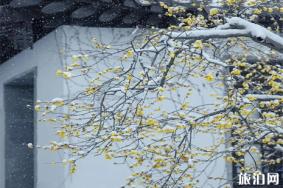 扬州雪景推荐 扬州的雪景图片