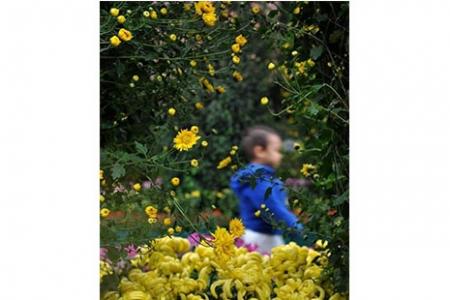2018广州黄花岗菊花展 时间+地点