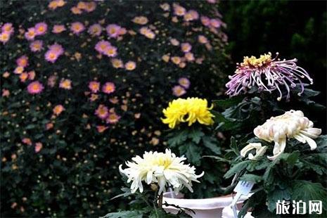 2018广州黄花岗菊花展 时间+地点