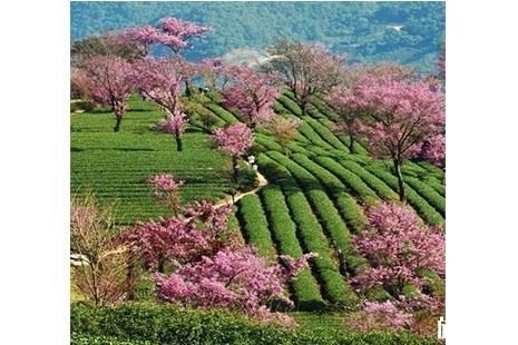 2018云南无量山樱花节 时间+地点+交通