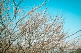2018-2019从化流溪梅花节票价+时间+地点+交通